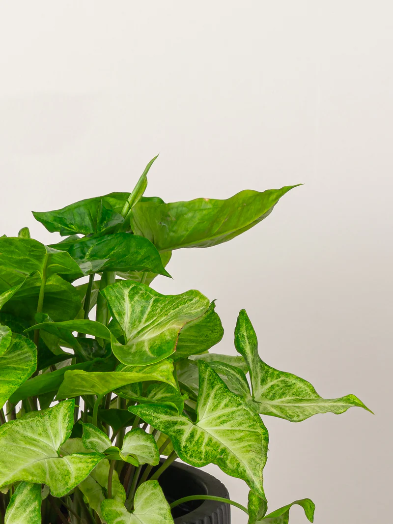 Arrowhead Plant - Image 2