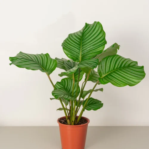 Calathea Orbifolia