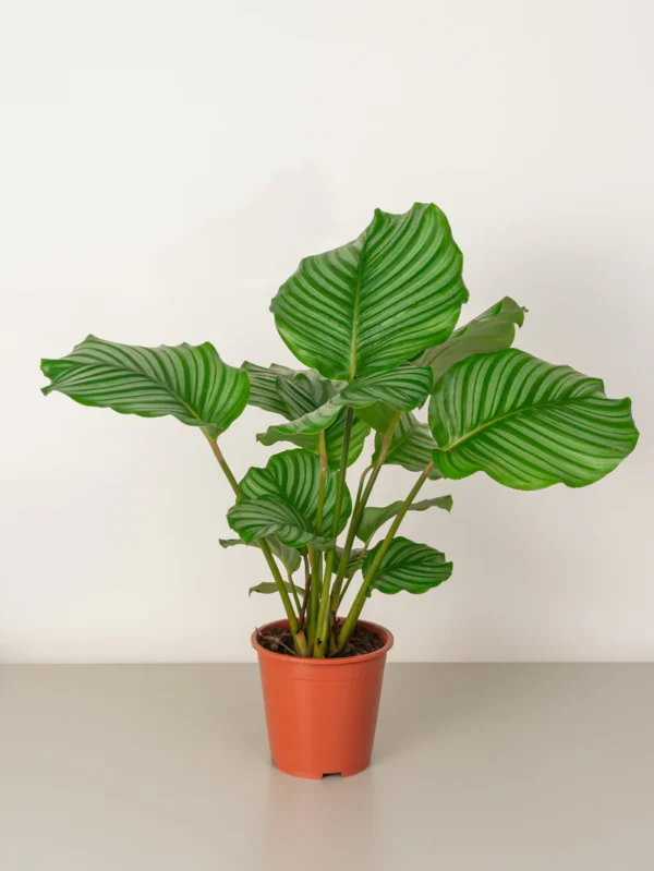 Calathea Orbifolia