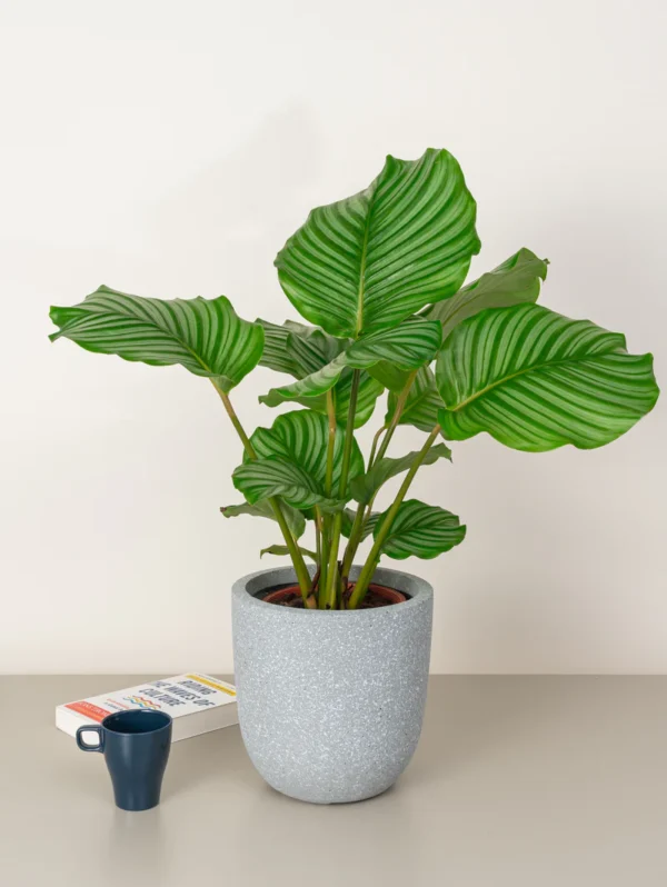 Calathea Orbifolia - Image 4