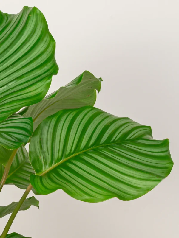 Calathea Orbifolia - Image 3