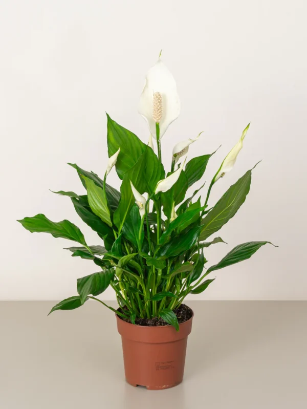 Peace Lily - Image 4