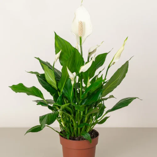 Peace Lily