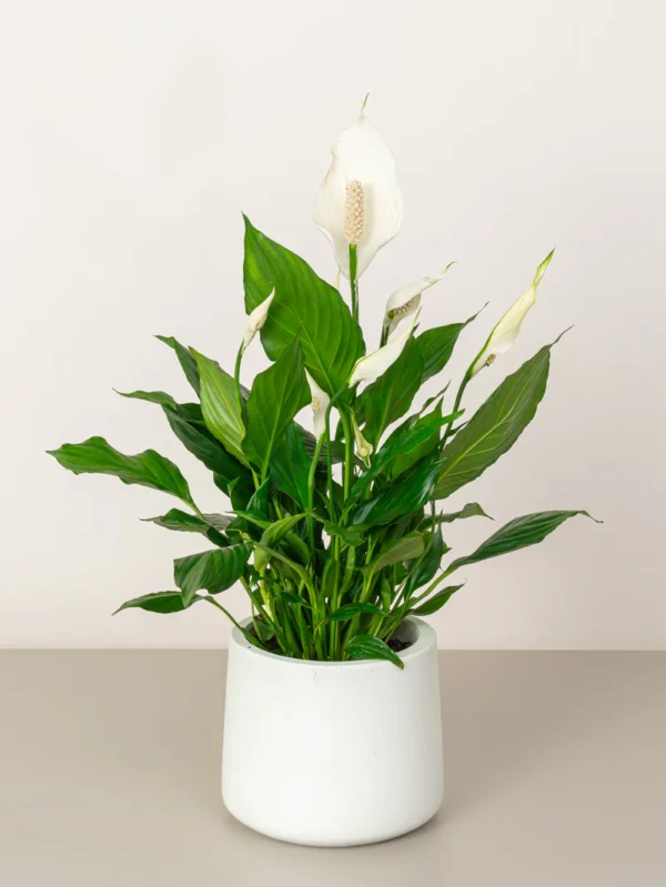 Peace Lily - Image 3