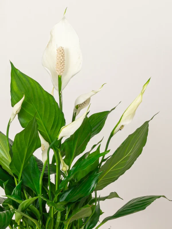 Peace Lily - Image 7