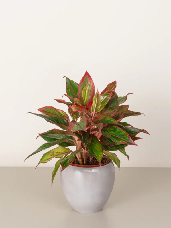 Aglaonema Red - Image 4