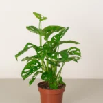 Monkey Monstera