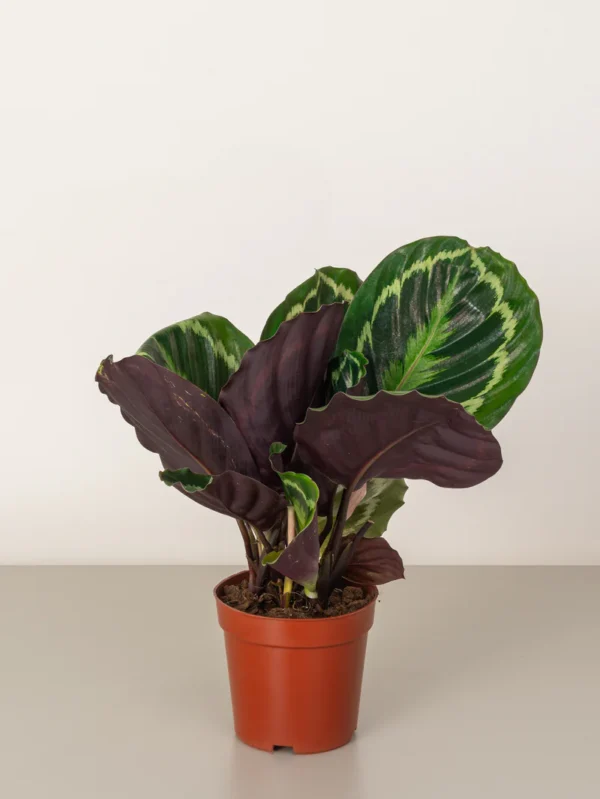 Calathea Roseopicta - Image 2