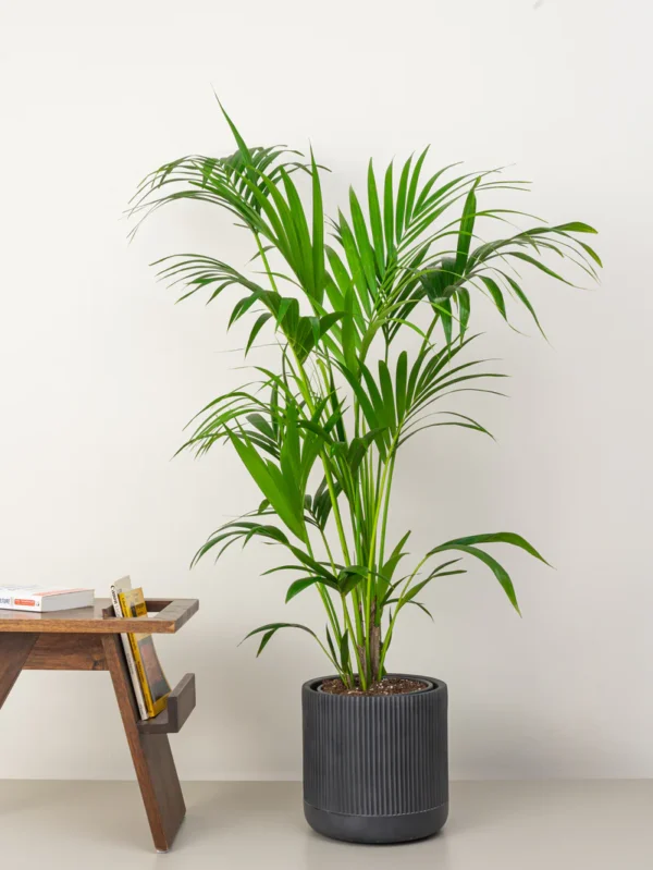 Kentia palm - Image 5