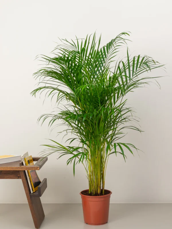 Areca Palm