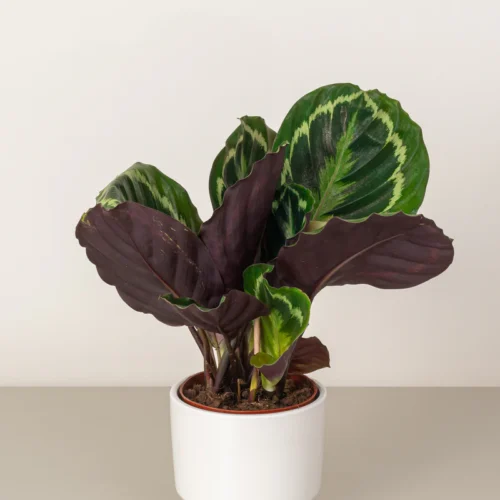 Ficus Elastica Rubber Plant