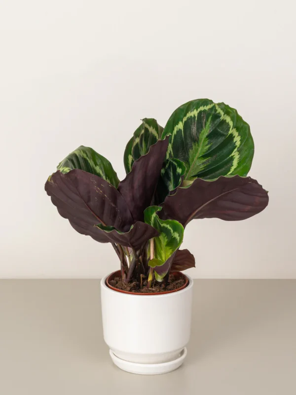 Calathea Roseopicta