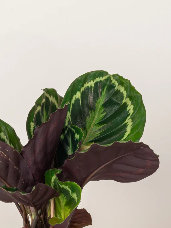 Calathea Roseopicta - Image 3