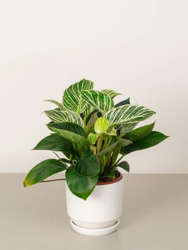 Philodendron Birkin