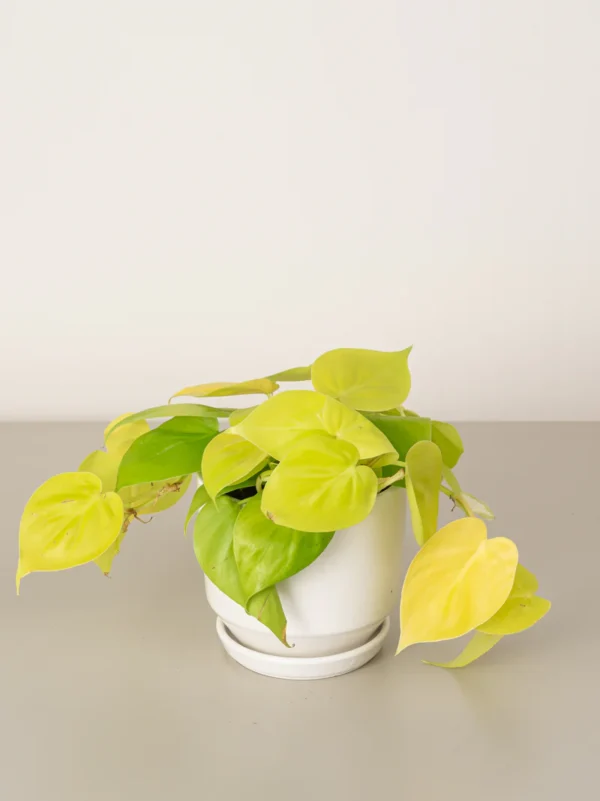 Philodendron Lemon Lime