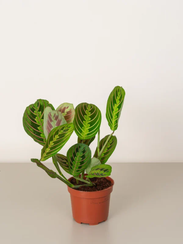 Prayer Plant - Image 2