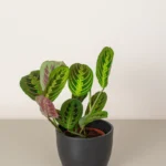Prayer Plant