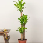 Yucca