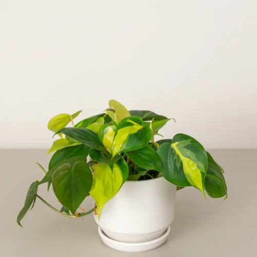 Philodendron Brasil