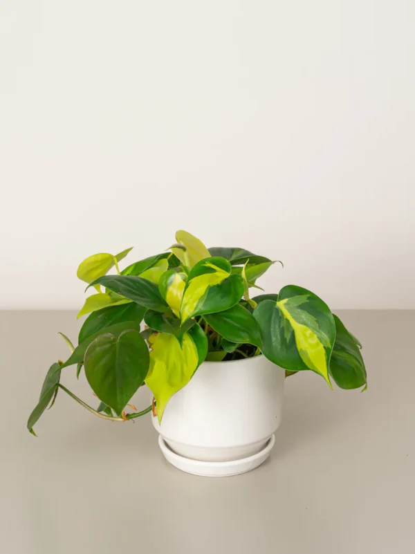 Philodendron Brasil