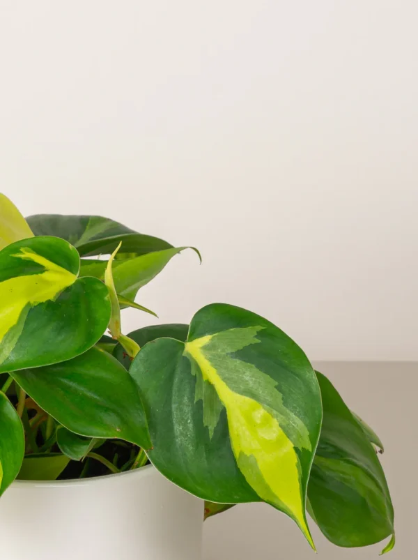 Philodendron Brasil - Image 3