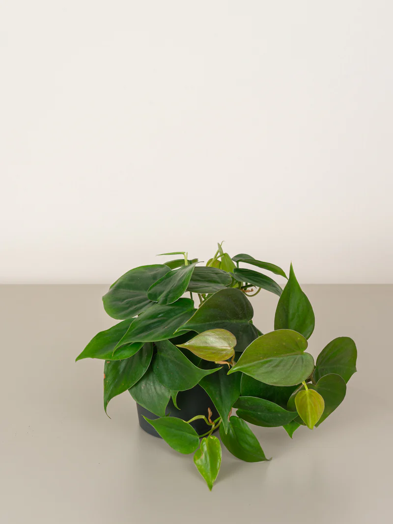 Philodendron Scandens - Image 2