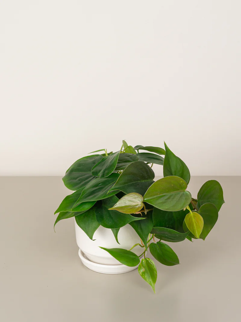 Philodendron Scandens