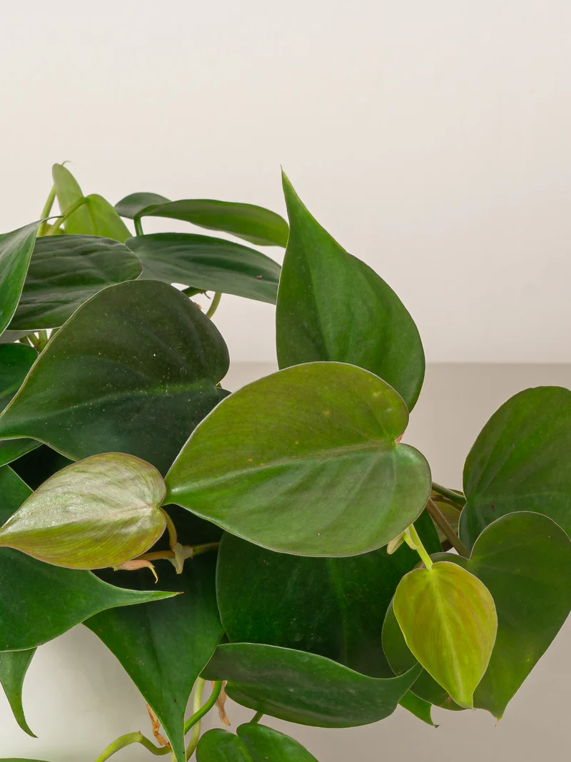 Philodendron Scandens - Image 3