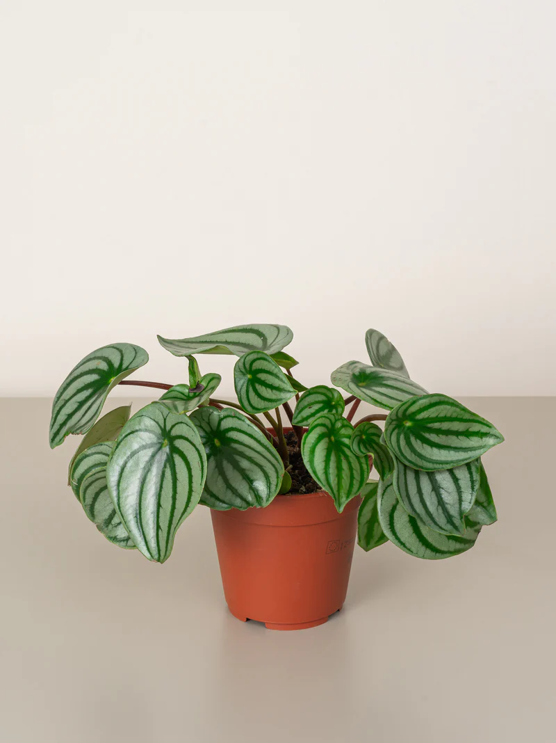 Watermelon Peperomia - Image 2