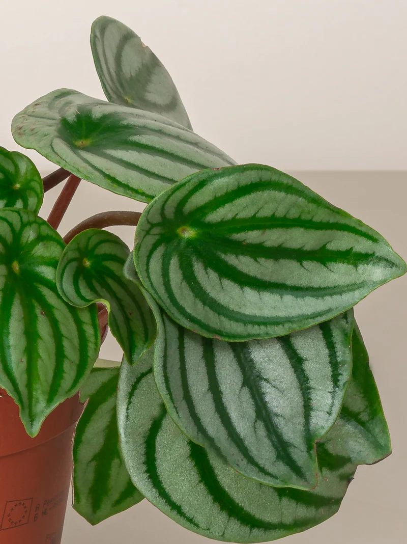 Watermelon Peperomia - Image 3