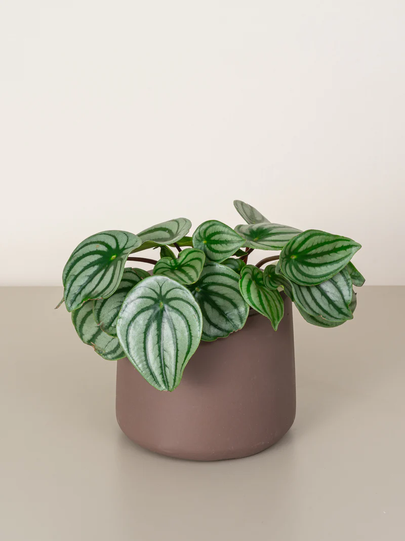 Watermelon Peperomia