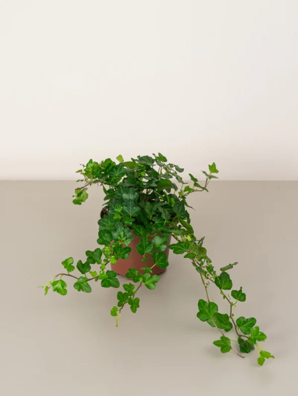 English Ivy - Image 3