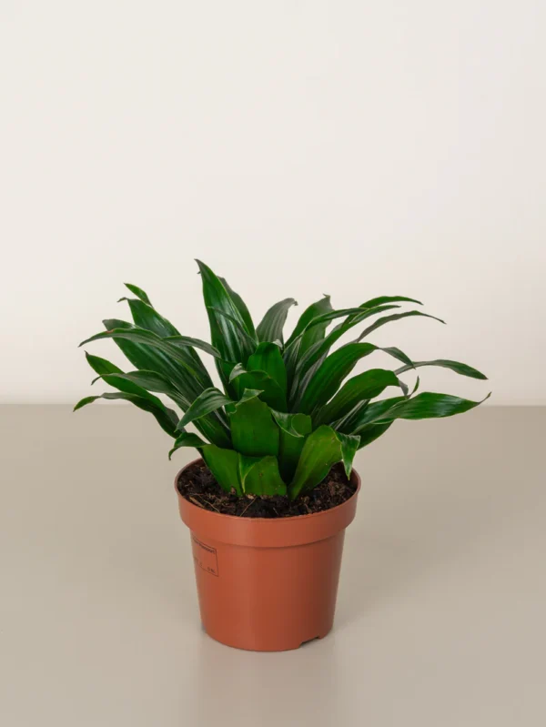 Dracaena Compacta Head - Image 2