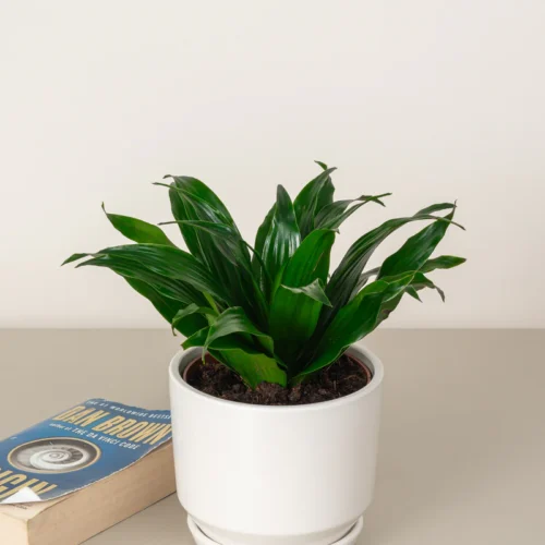 Dracaena Compacta Head