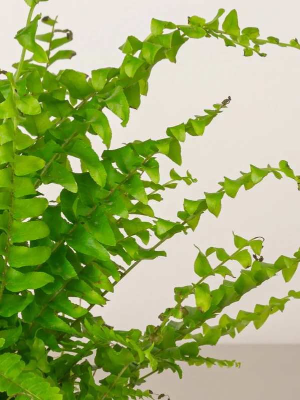 Boston Fern - Image 4