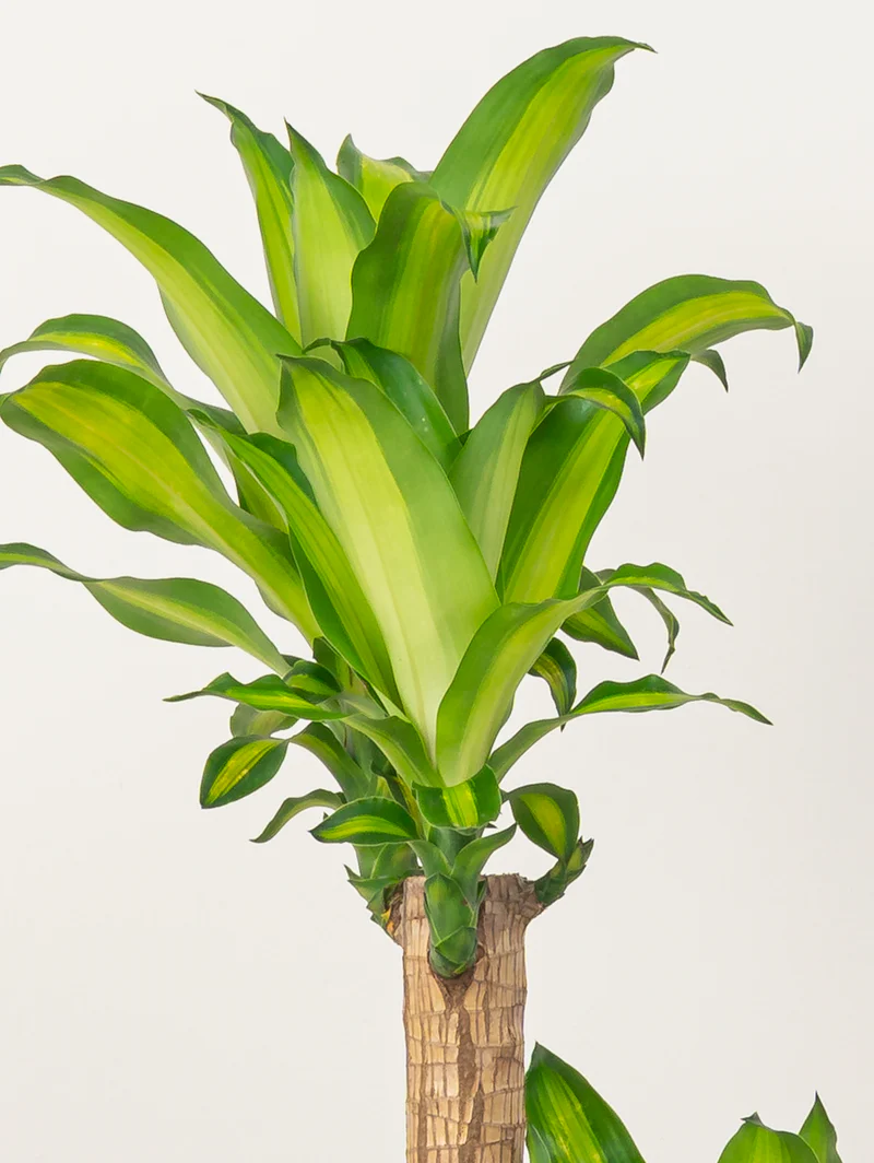 Cornstalk Plant - Image 6