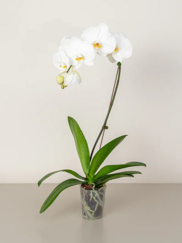 Orchid (1-stem) - Image 2