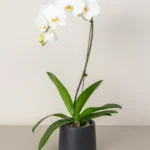 Orchid (1-stem)