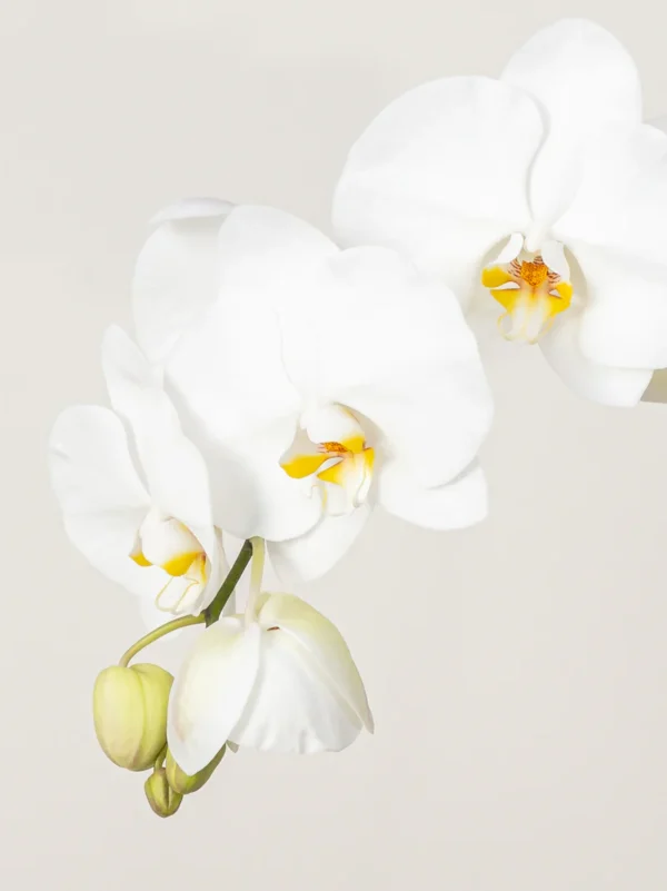 Orchid (1-stem) - Image 4