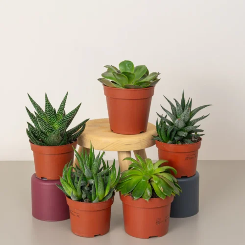 Ornamental Succulents