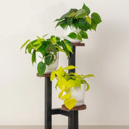 Philodendron Dream Team