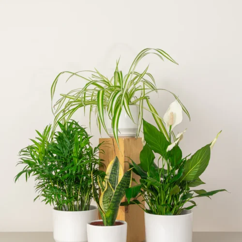 Breath of Fresh Air (4 Plants)