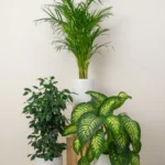 Home Decorator