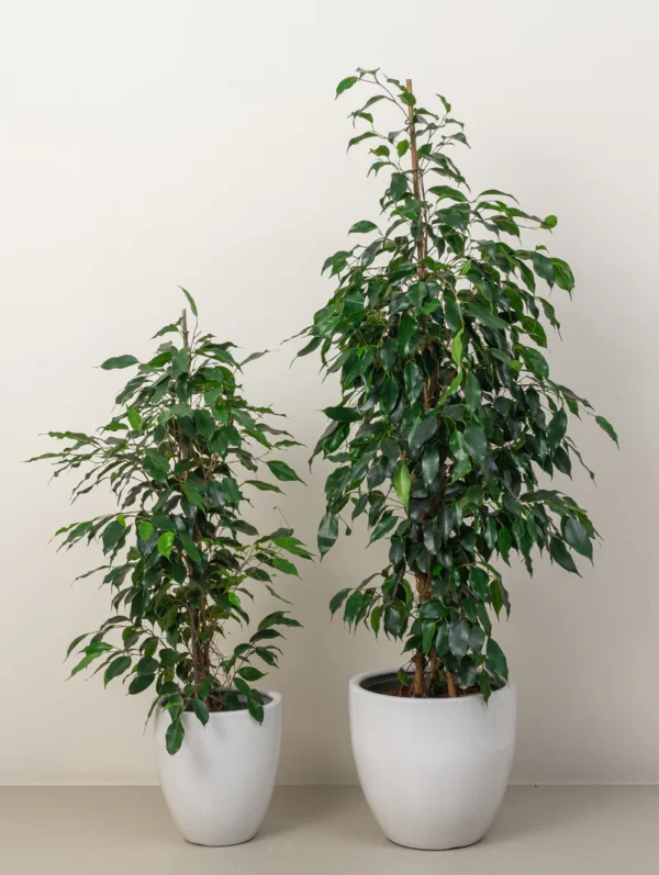 Ficus Benjamina - Image 2