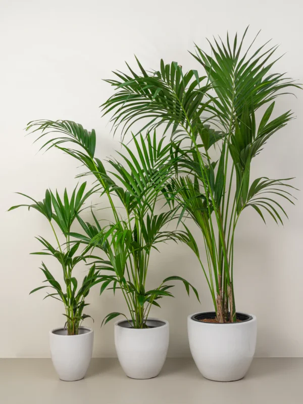 Kentia palm - Image 2