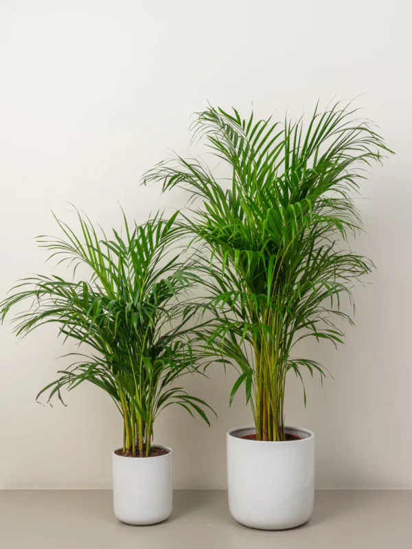 Dracaena Compacta - Image 8