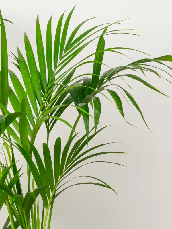 Kentia palm - Image 4