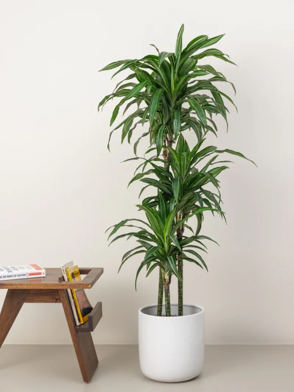 Dracaena Warneckii - Image 5