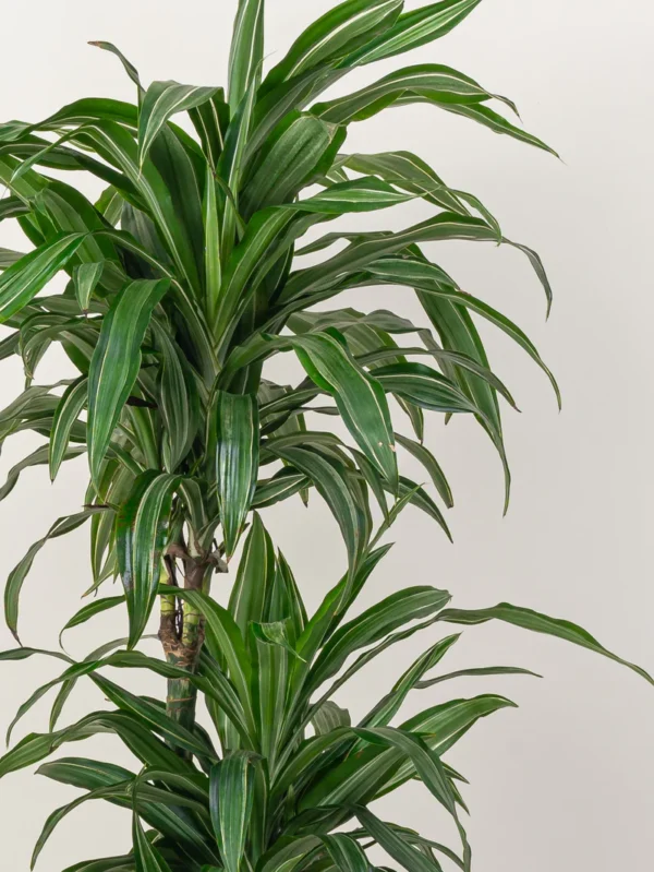 Dracaena Warneckii - Image 4