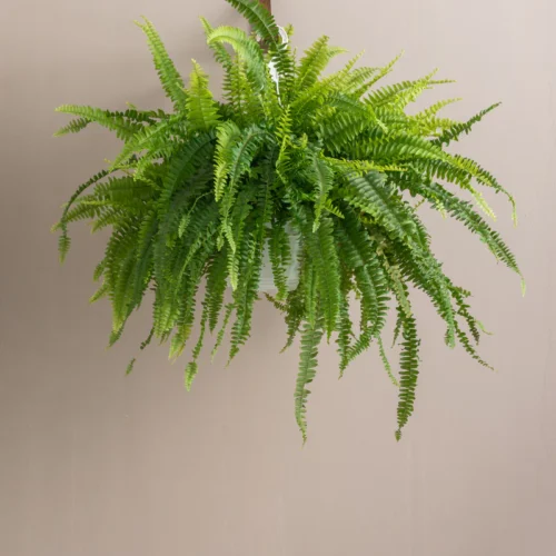 Boston Fern